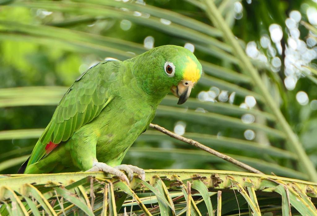 Cabana Itze La Fortuna 外观 照片